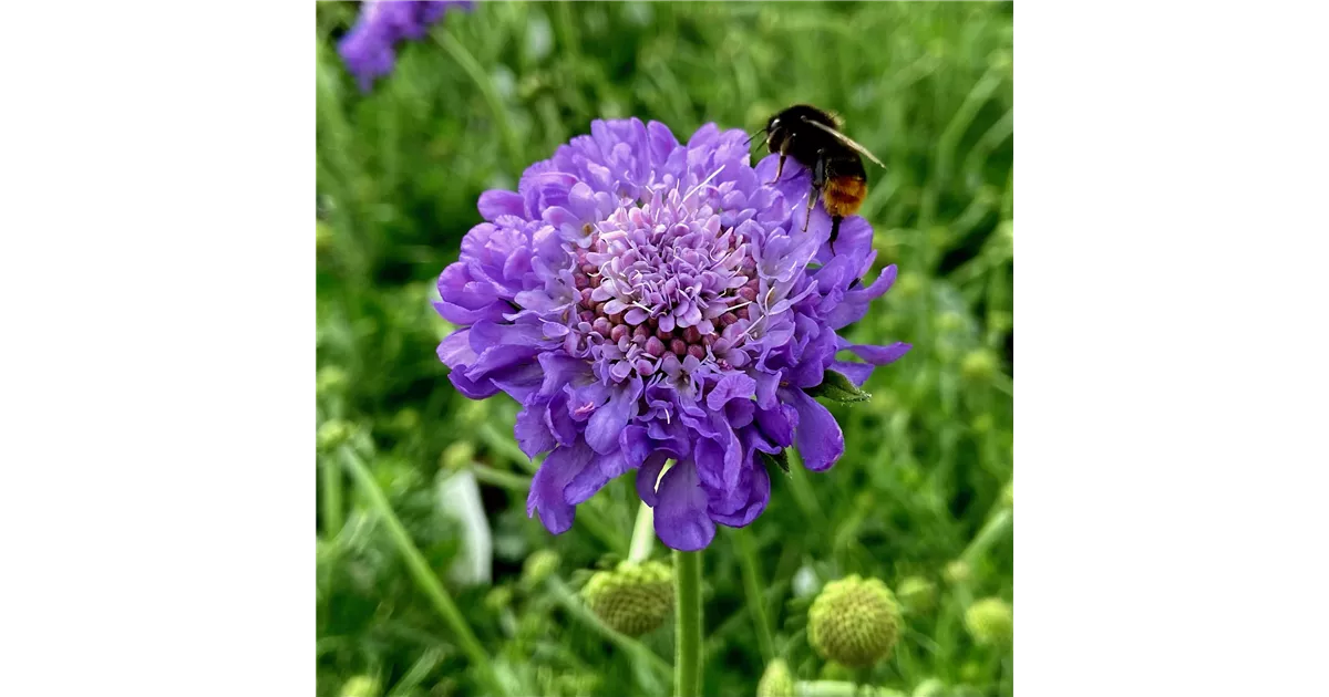 Scabiosa Columbaria Mariposa Blue