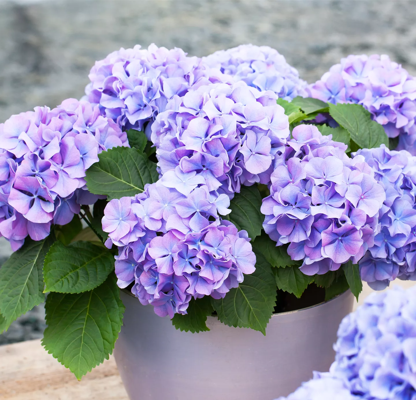 Hydrangea macrophylla 'Blauer Zwerg' (GS400502.jpg)