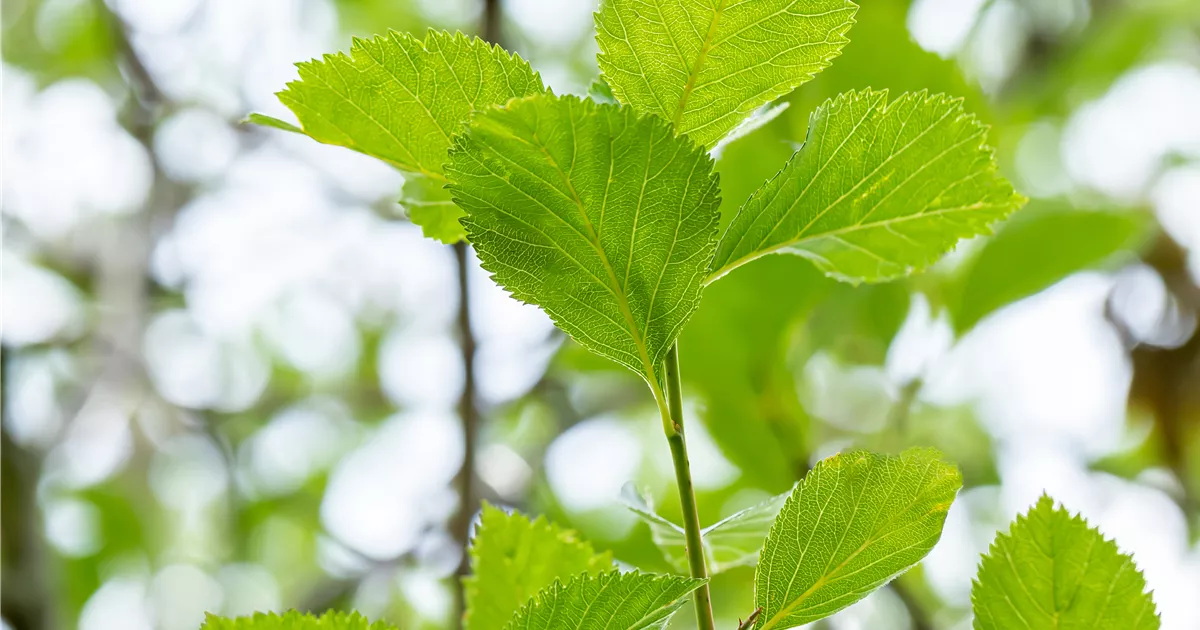 Crataegus lavallei 'Carrierei'